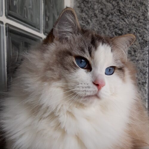 allevamento ragdoll afef pedigree gatti di razza