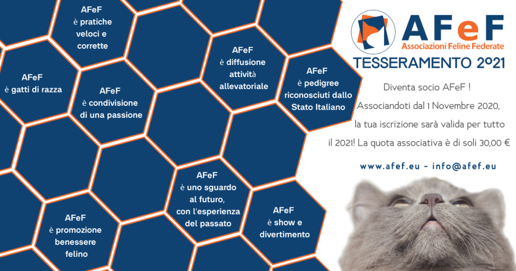 afef associazione felina autorizzata pedigree gatti di razza