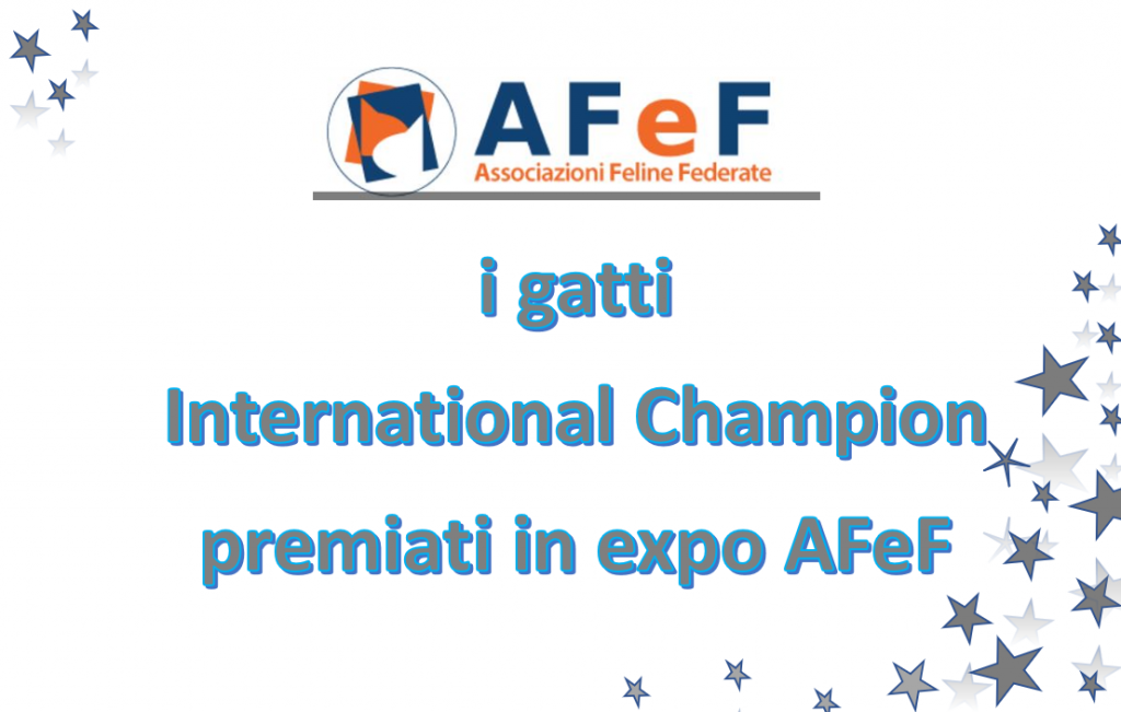 Gatti international Champion premiati in AFeF 